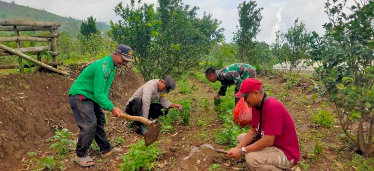 Polres Nganjuk Bersama Warga Tani Kembali Tanam Jagung Wujudkan Ketahanan Pangan Berkelanjutan